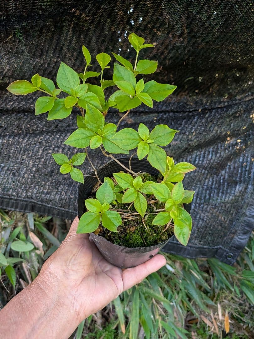 Grandfather's Mountain Wildflower, Ericaceae Family, Bonsai [Mitsuba Tsutsuji] Small Seedling, 1 Pot