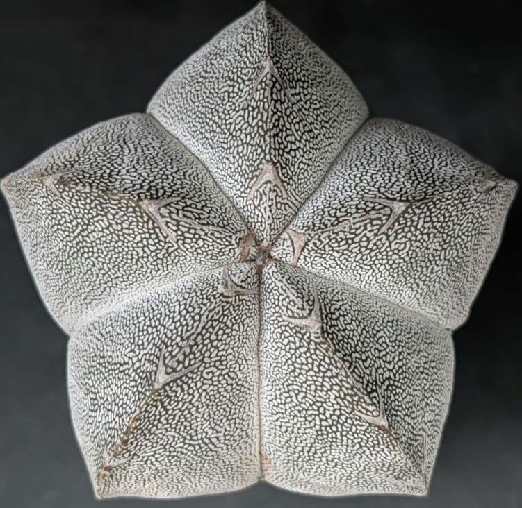 Cactus Astrophytum Onzuka Ranhougyoku (Domestic Seedling)